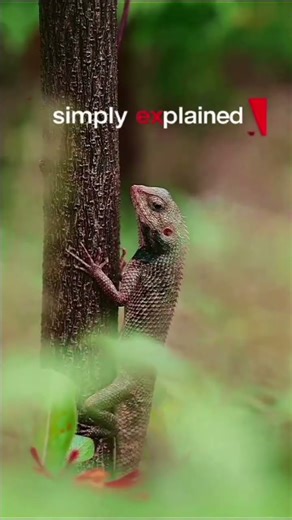 Here's the real reason why chameleons change color #facts #learning #chameleon #scienceforkids