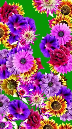 Free Green Screen Flowers Falling shorts #animation #nature #flowers #greenscreen