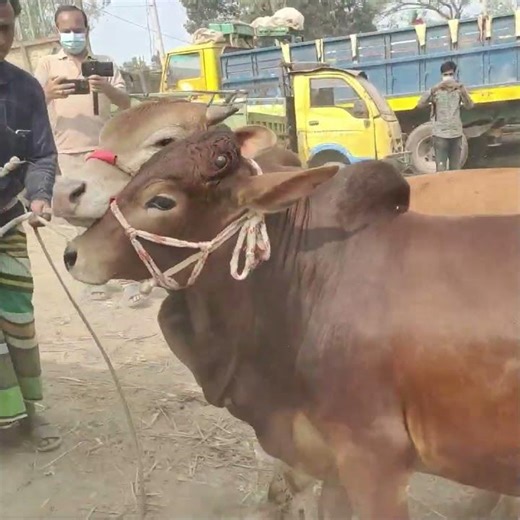 Biggest Cow Of The World #cow #bigcow #cowvideos #cowunloading #foryouシ