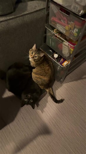 Goobers R Us: The Funniest Moments with Our Goober Friends