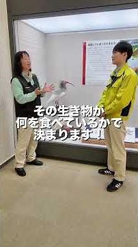 【企画展見どころ紹介】絶滅種トキpart③【島根県立三瓶自然館サヒメル】#shorts #サヒメル