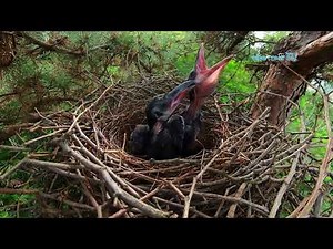 Two chicks growing well in the nest of a raven