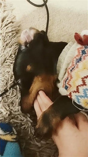 Oh no, he's biting my finger