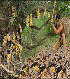 73K views · 702 reactions | survival in the wild ,find Frog meet langsat fruit | Quant-Amber TH | Facebook