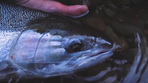 15K views · 558 reactions | Where have you had the opportunity to fish that felt truly wild and untouched by man?  In this episode of Addicted Life, we get the opportunity to fish somewhere truly wild and untouched in a tribal section of a lower river system. Lester takes us out on a wild adventure, chasing an elusive wild steelhead! You don't want to miss this adventure!  | Addicted Fishing | Facebook