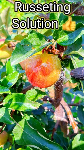 29K views · 368 reactions | 離 **Calling all Apple Growers!**  I'm...