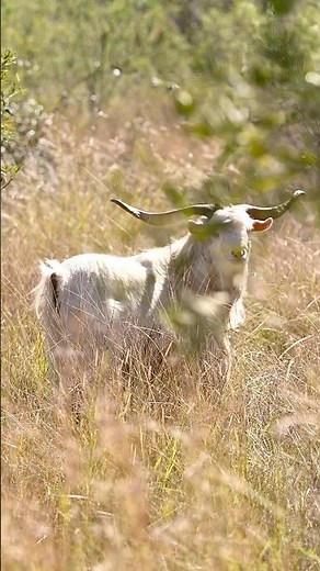 Bowhunting Feral Billy Goats In Australia 🏹🐐
