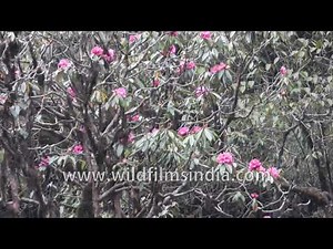 Rhododendron forest in Nepal