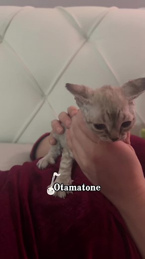 Hilarious Cat Sounds That Will Make You Laugh