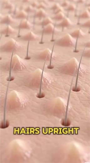 Why Do You Get Goosebumps? The Truth Inside Your Body