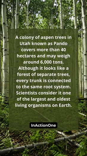 A forest that is actually one living organism. #nature