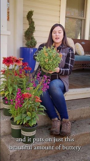 Poquito™ Butter Yellow Agastache | #pollinators #pollinatorgarden #garden #gardentips #shorts