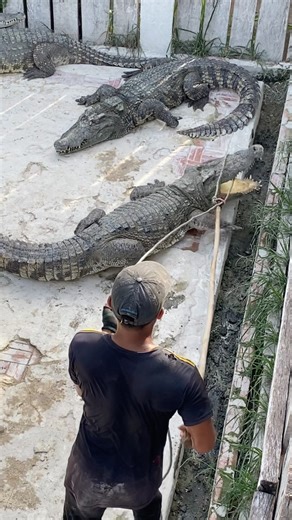 How to catch crocodile #crocodile #shortvideo #wildlife #animallife #farm #shorts