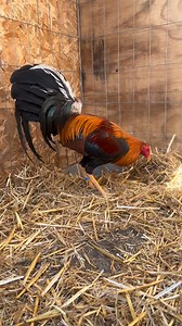 Animo viejones últimos numeritos para la R1F4 #2 del trio A 200 pesitos el numero | Spring Valley Farm