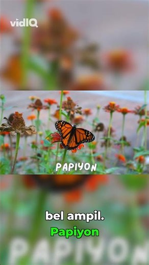 How to Say Butterfly in Haitian Creole 🇭🇹 (Papiyon)