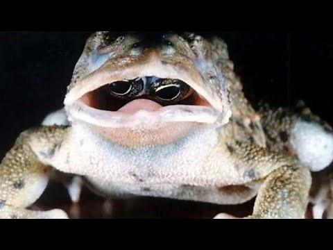 Is This Frog Real? Viral Image Shows Eyes in Its Mouth