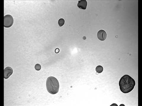 Heat Gelatinization of Potato Starch (low iodine)