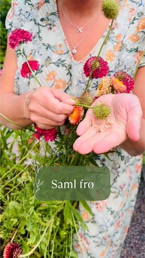 At tage egne frø er en fantastisk og bæredygtig metode til at sikre fremtidig høst og bevare unikke og populære plantesorter. ♻️ Eller som i Rebeccas tilfælde, for at få lige så smukke blomster som veninden. (Vi anbefaler dog altid at spørge først). 😉 Her er en trin-for-trin guide til at komme i gang: 1. Vælg de rigtige planter: 💪 Start med at vælge sunde og stærke planter, der har de egenskaber, du ønsker at bevare. 2. Lad frøene modne: 🥀 Lad frøene modne naturligt på planten. For grøntsager