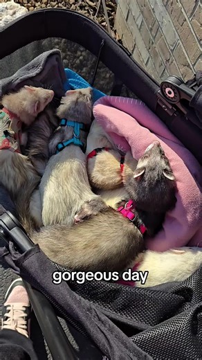 Spring Adventures with Adorable Ferrets