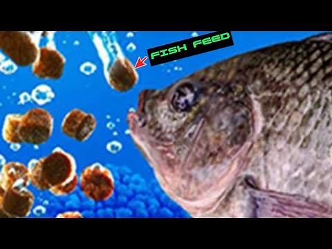 How to prepare Floating fish feed | step by step