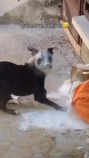 Que me ve Remirez | El Ceo