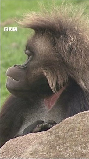 Animal Sentience EXPLAINED: Do animals feel pleasure and pain? - BBC My World #shorts