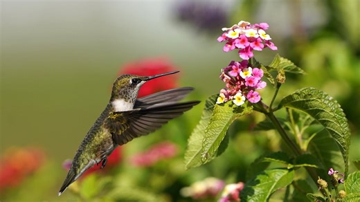 Hummingbird Migration 2025: When we can expect to see them in Georgia and how to care for them
