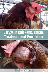 Infectious Coryza In Chickens: Cause, Treatment & Prevention
