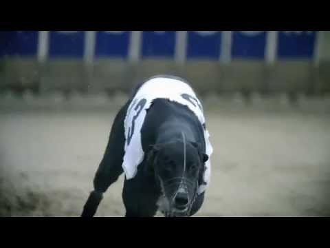 Le chien le plus rapide du monde : le lévrier greyhound 🐕