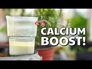 Make Organic Calcium Fertilizer at Home