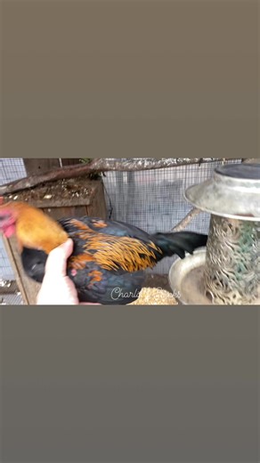 I love these little birds. They’re so sweet and calm. The little Rooster‘s name is … Major, Second pullet with more color on her neck, Colonel, Third pullet with the least amount of color on her neck. Popcorn. Dad’s name is Sanders. Purebred modern Gamebirds What does yours look like? Show me a picture or video in the comments | Charlie's Chicks