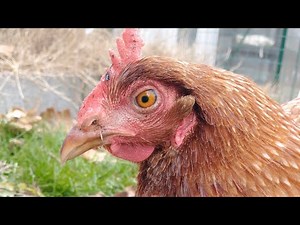 Identifying Marek's Disease in Chickens (The most basic symptom of it)