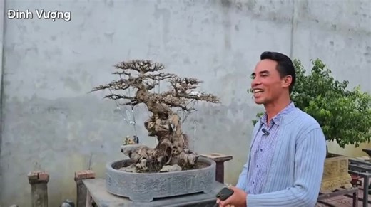Cách Chọn Cây Bonsai Quý Giá