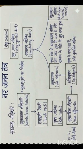Male Reproductive System Accessory Ducts | Class 12 Biology Hindi Medium