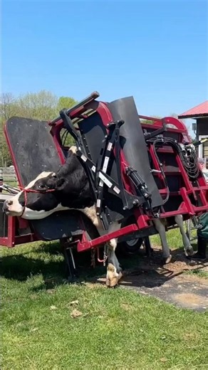 How To EASILY Trim Cow Hooves #goodtoknow #vet #medicine #educational #funfacts #lifehacks #survival