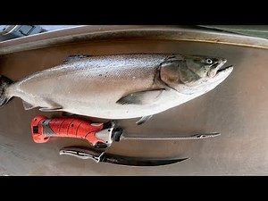 Electric Vs Fillet Knife How to Fillet Fish