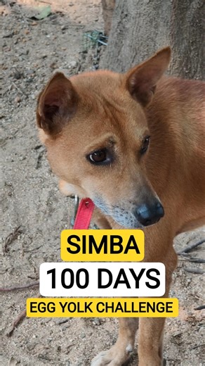 dog simba 100 Days egg yolk challenge ❤️‍🔥#transformation #egg #dog #dogs