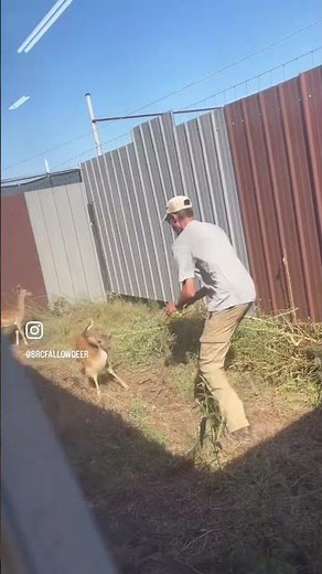 Fallow Deer Weaning & Sorting was CHAOS! We didnt finish #shorts #shortsvideo