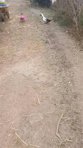 Lots of laundry at the farm looking for a free or cheap washing machine ours has bit the dust | Victoria A. Morehouse