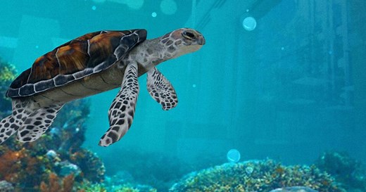 WebAR SDK | Web Augmented Reality Software Development Kit - Blippar