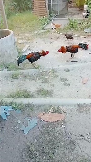 Pakhoy vs Pama #pakhoy #vs #ayampama #ayampakoy #ayampetarung #ayambangkok #ayambangkokindonesia