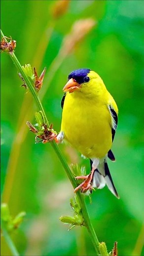 Bird Songs in Nature – Relaxing Chirping, Singing, Natural Bird Noise for Sleep, Study, Meditation