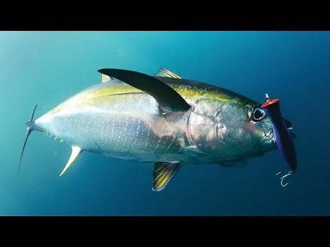 Basic Tips for Fishing Poppers