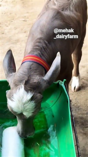 channel nu subscribe kro ji #cow #murraha #goatfarming #farming #baffalo #viral#trending #viralvideo