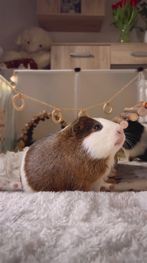 Brownie the Adorable Guinea Pig