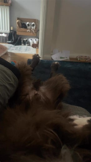 11K views · 207 reactions | Dangly feets! | woody_the_englishcocker | Facebook