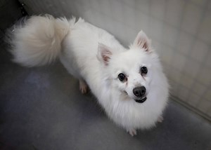 Windy is available for adoption in Colorado Springs, CO. Read about her at this link: https://www.petango.com/Adopt/Dog-American-Eskimo-43299922 Learn about adoption here: https://nmdr.org/our-dogs/adopt/ | National Mill Dog Rescue