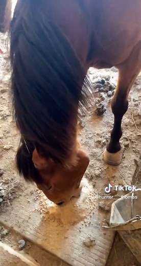 Not a cow, but a dumba** horse😭 #motard #dumbhorse