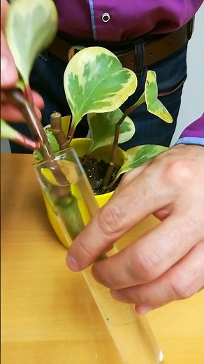 Peperomia Obtusifolia Propagation