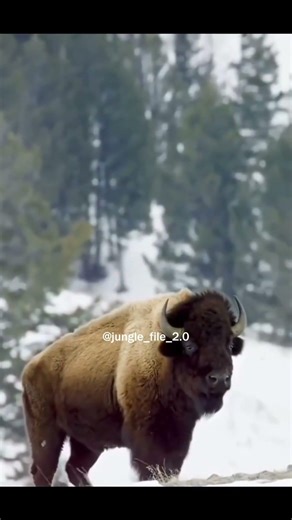 Life at -25°C? This Animal Doesn’t Care #wildlife #animals #yakanimal